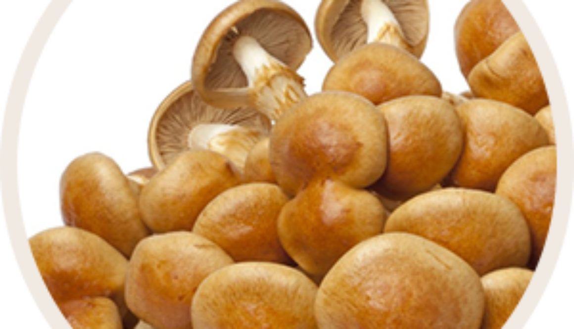 grzyb_nameko_mini