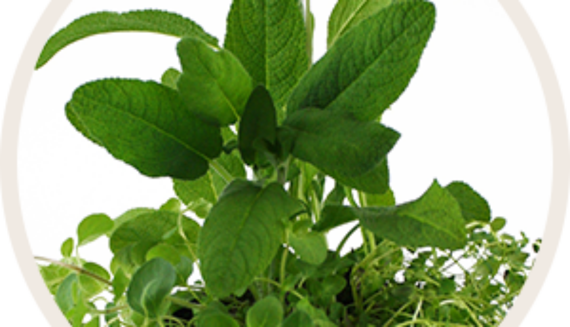 oregano_mini